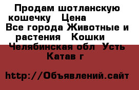 Продам шотланскую кошечку › Цена ­ 10 000 - Все города Животные и растения » Кошки   . Челябинская обл.,Усть-Катав г.